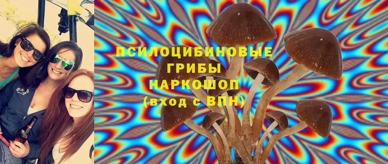 где можно купить наркотик  Рославль  Псилоцибиновые грибы Psilocybe 